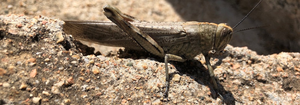 heuschrecke